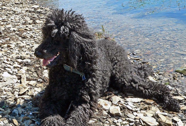 does the irish water spaniel love children