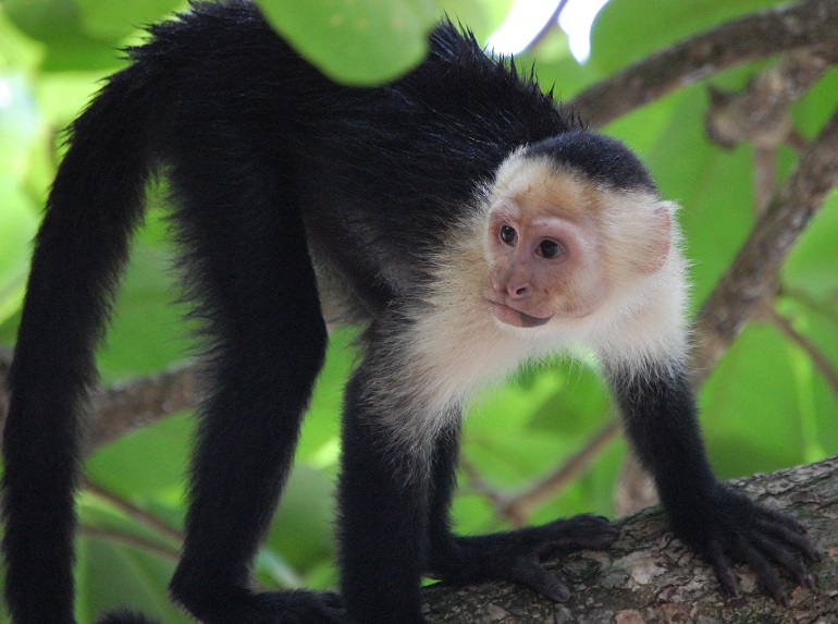 full grown capuchin monkeys