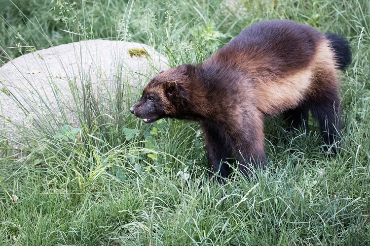 wolverine animal images