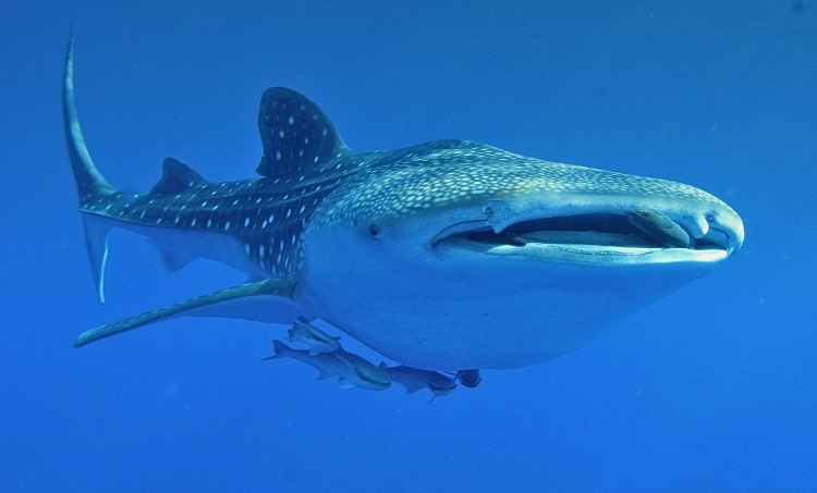 whale sharks