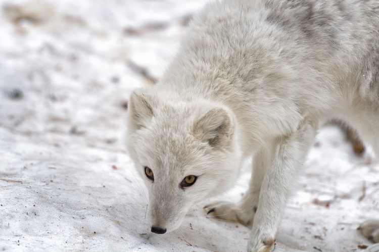 cute artic animals