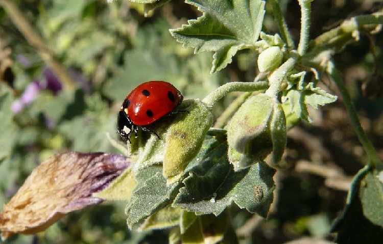 ladybird insect