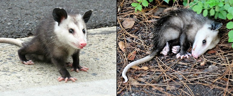 adult opossum
