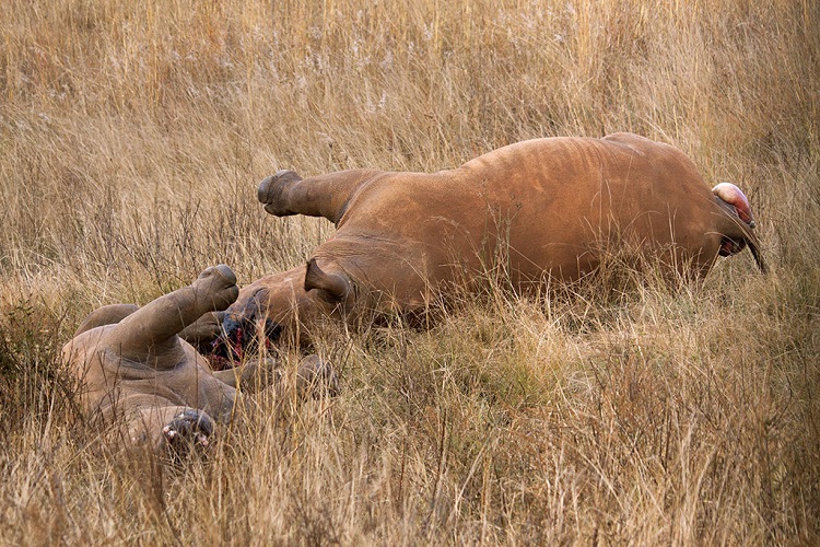 rhinos in south africa