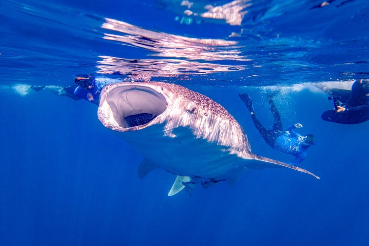 whale shark habitat