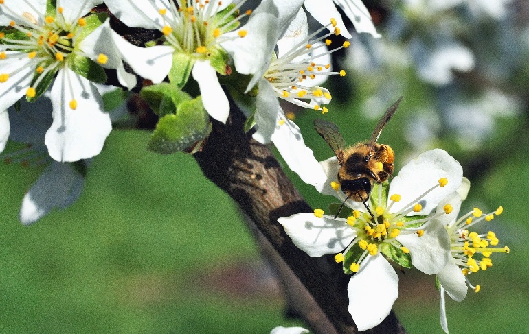 pollination facts
