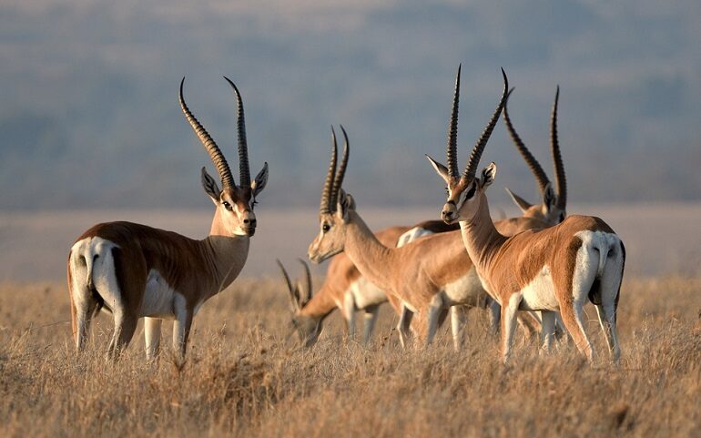 impala animal