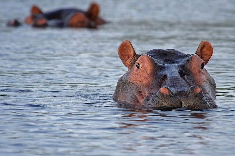 pigmy hippo