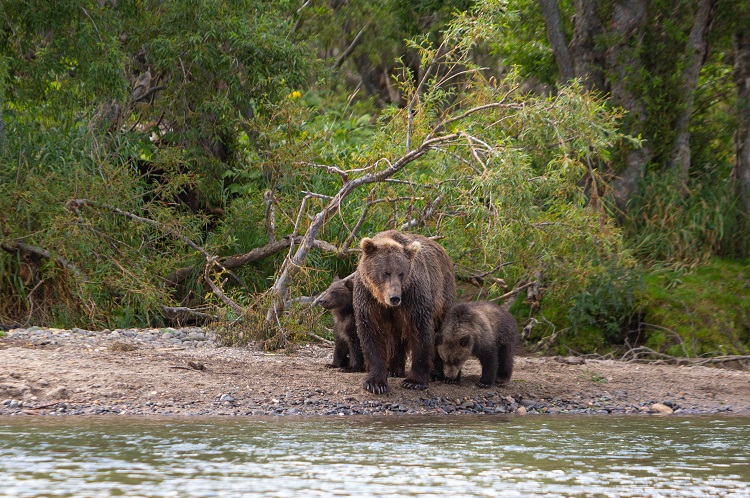 bears animal