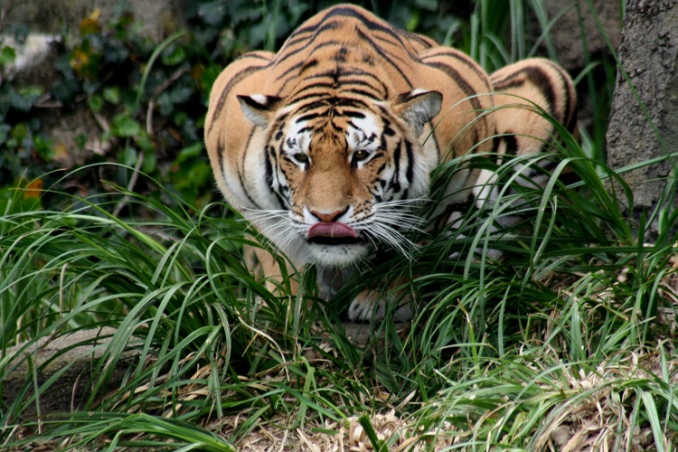 Do Tigers Have Predators? - Learn About Nature