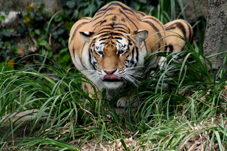 Siberian Tiger vs Bengal Tiger: What's the Difference? - A-Z Animals