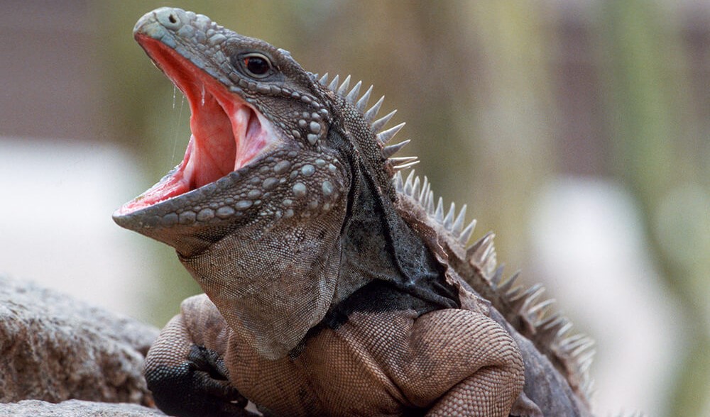 pet red iguana