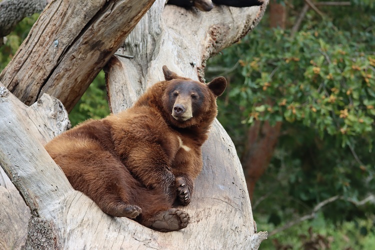 grizzly bear map