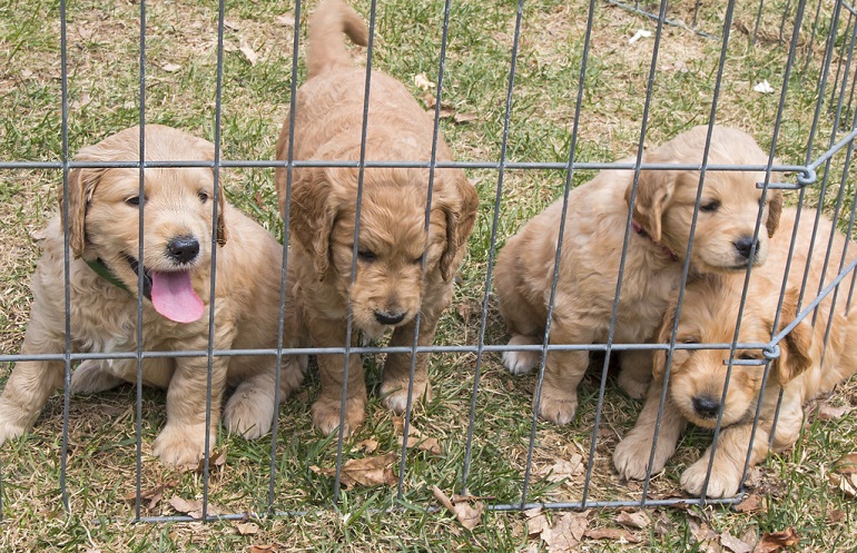 can puppy mills be akc registered