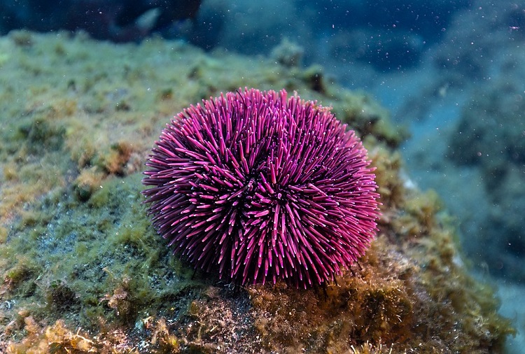 what are sea urchins