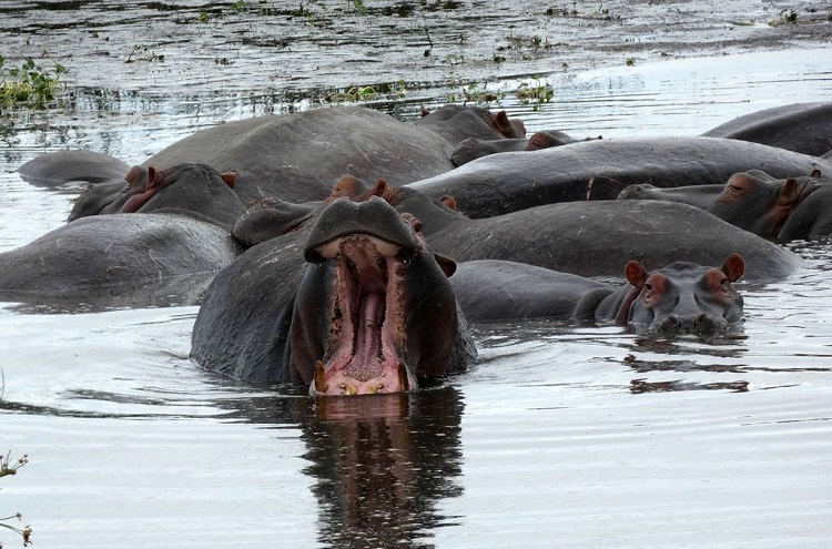 pygmy hippo weight