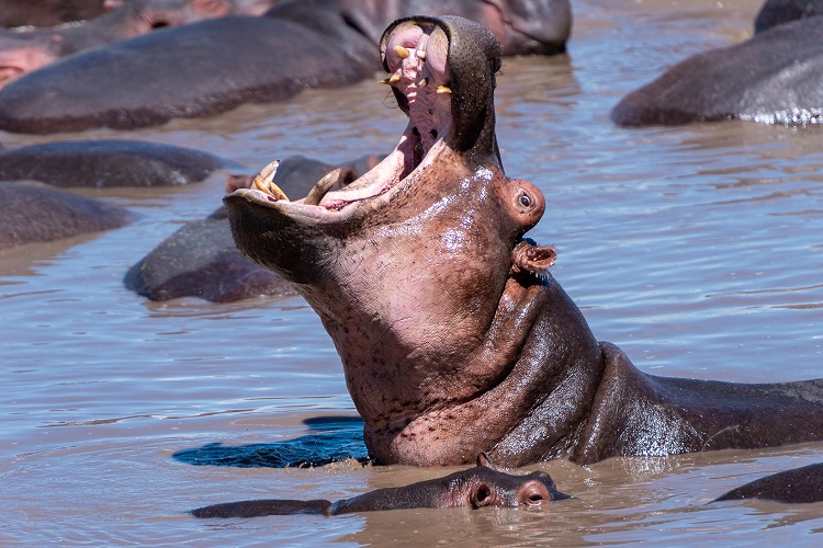 dwarf hippos