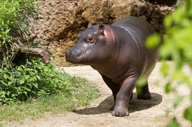 pigmy hippos