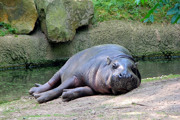 pygmy hippo size