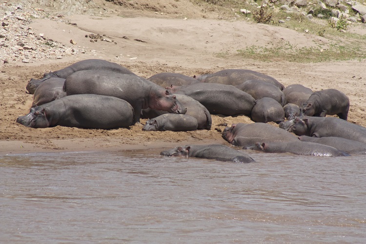 mini hippos