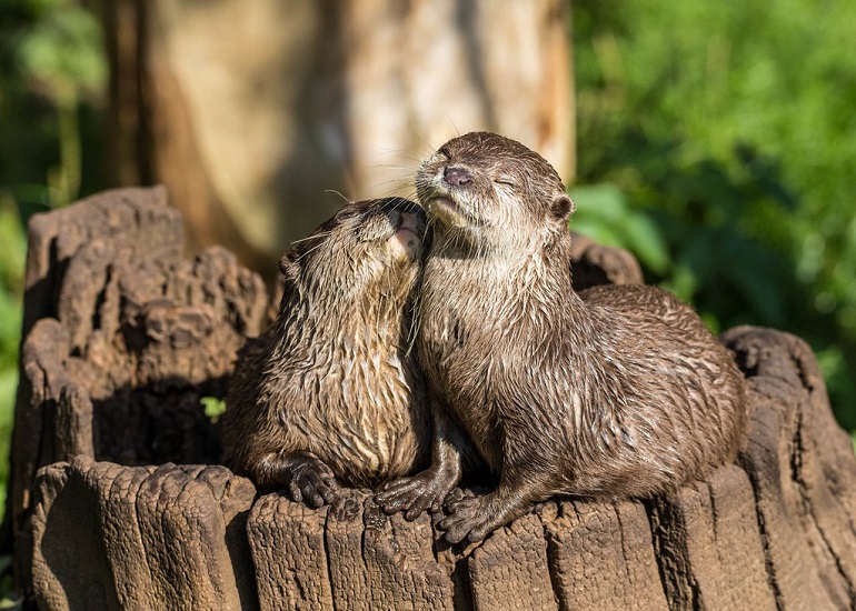 asian small clawed otter pet
