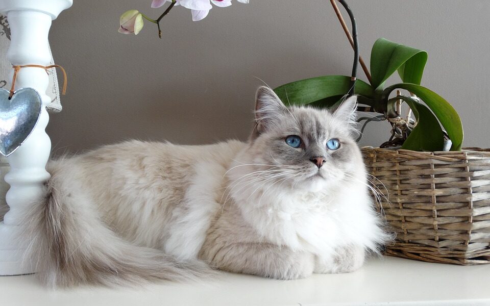 The Ragdoll Is Named World's Most Popular Cat Breed (Again) in 2021