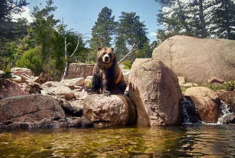 grizzly bear range