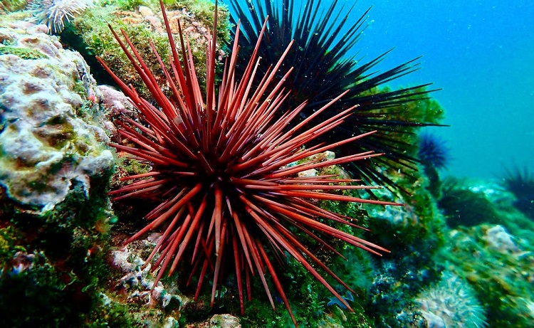 sea urchin anatomy