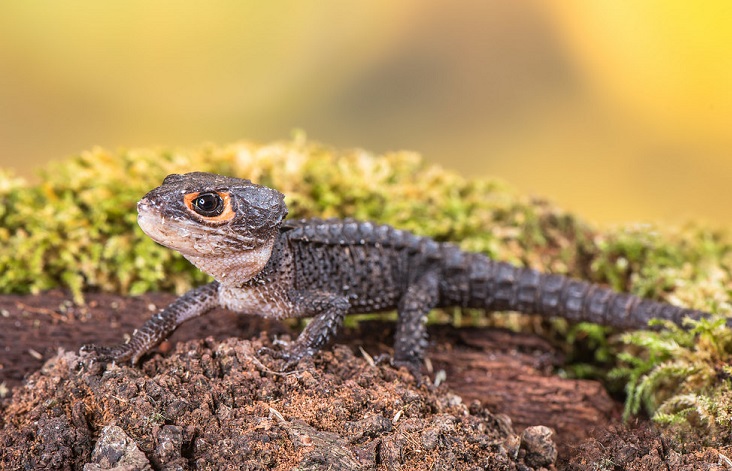 Red-eyed Crocodile Skinks