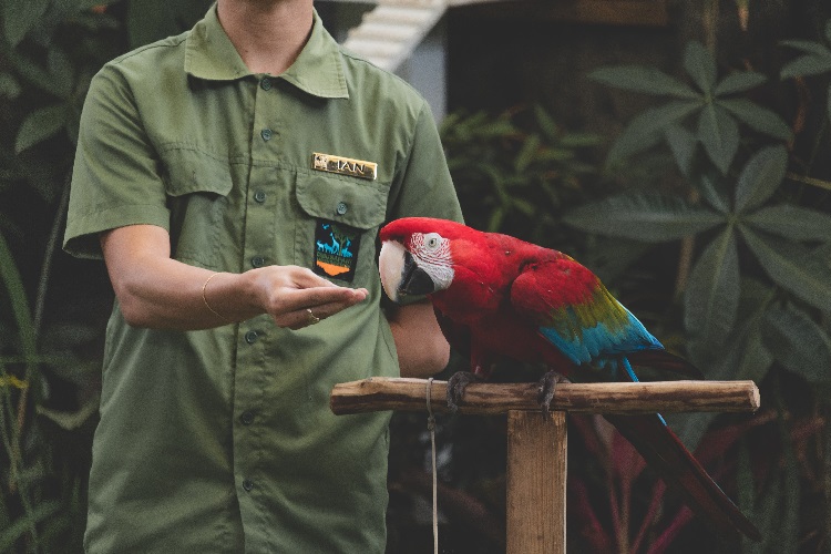 food for macaws