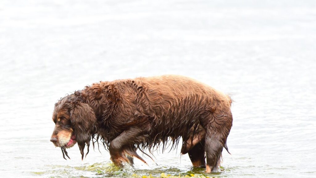 Relationship With Humans Especially Children