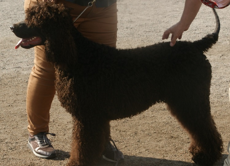 water spaniel dog