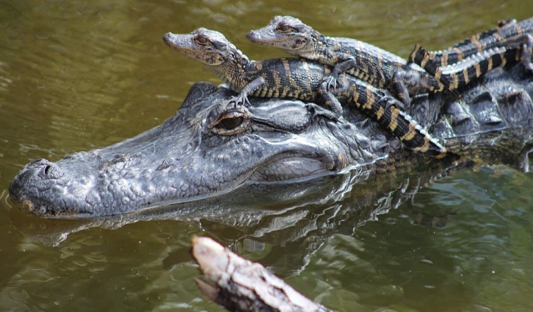 information about alligators