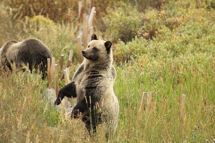 how tall is a grizzly bear