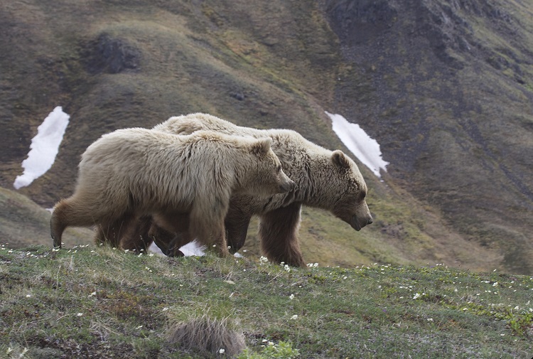 grizzly meaning