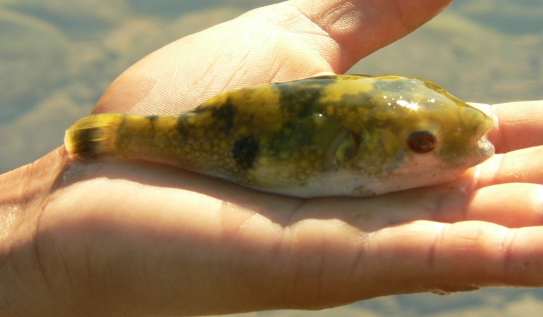 baby blowfish