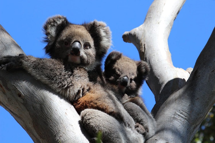 Greedy Koala Eats Nearly $4,000 Worth of Plants Meant for Others