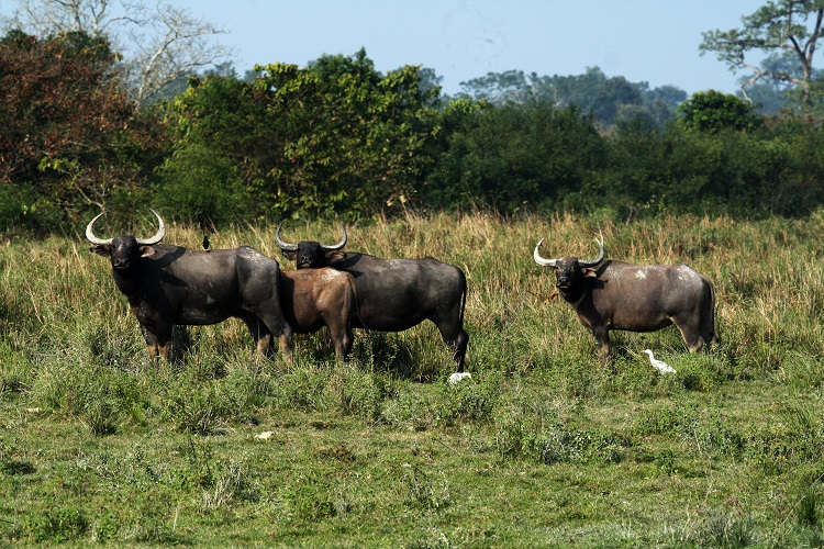 is bison and buffalo the same thing