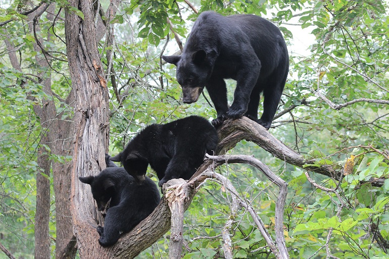 black bear family
