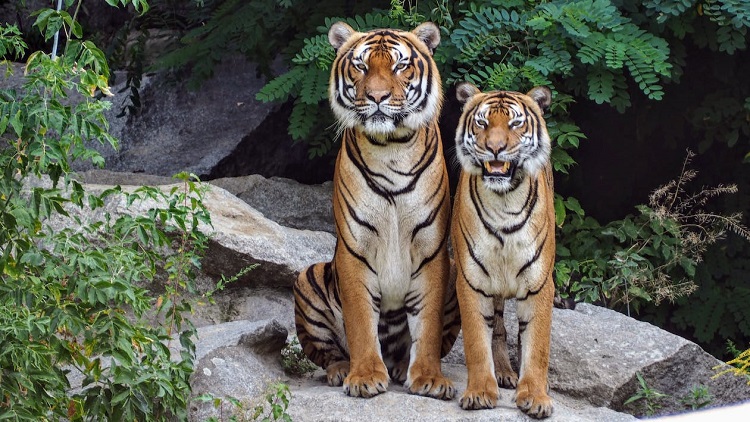 Siberian Tiger vs Bengal Tiger: What's the Difference? - A-Z Animals