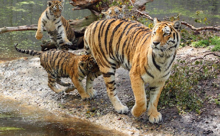 cool facts about tigers