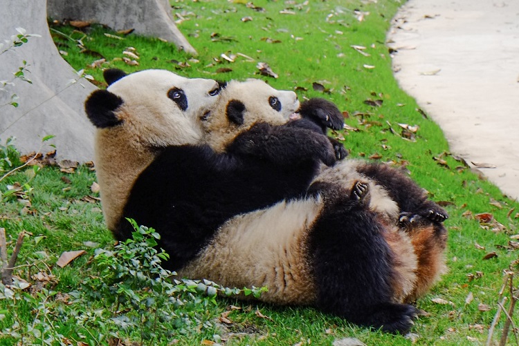 Mother panda takes a well earned rest from her cubs at a zoo in Japan