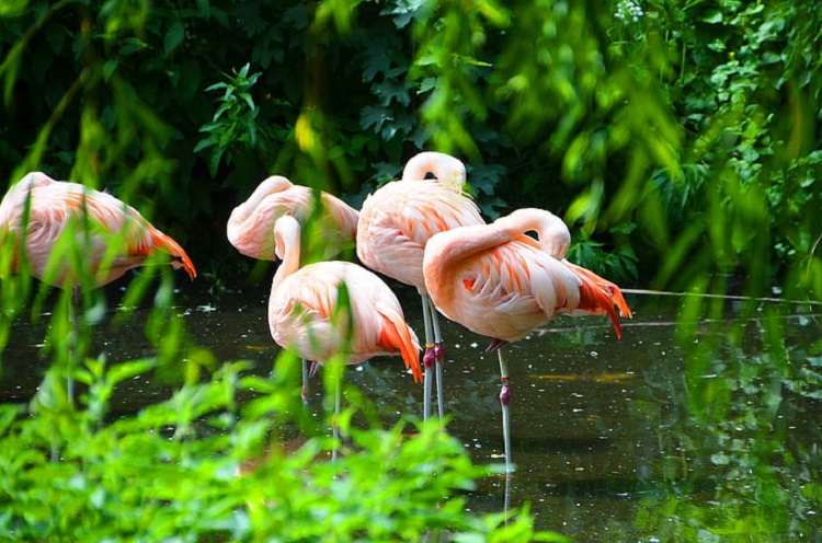 flamingo flying