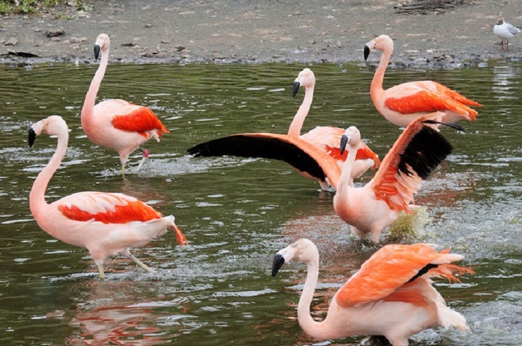 what do flamingos eat