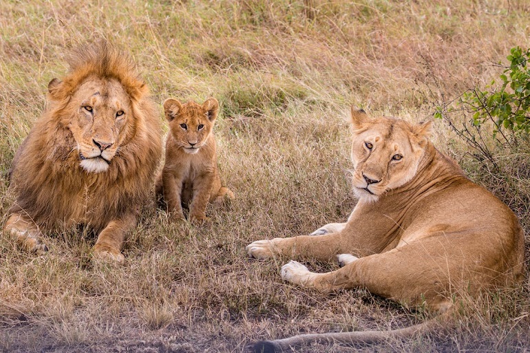 The Life Cycle and Significance of the Lion's Mane - Lions Tigers