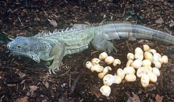 red iguana reptile