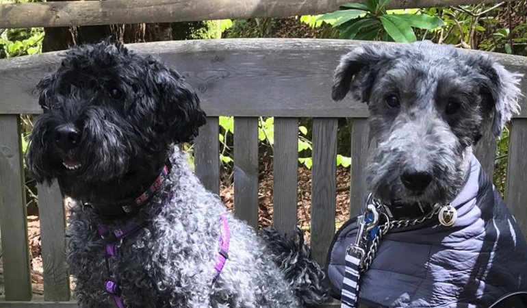 Kerry blue store terrier cross poodle