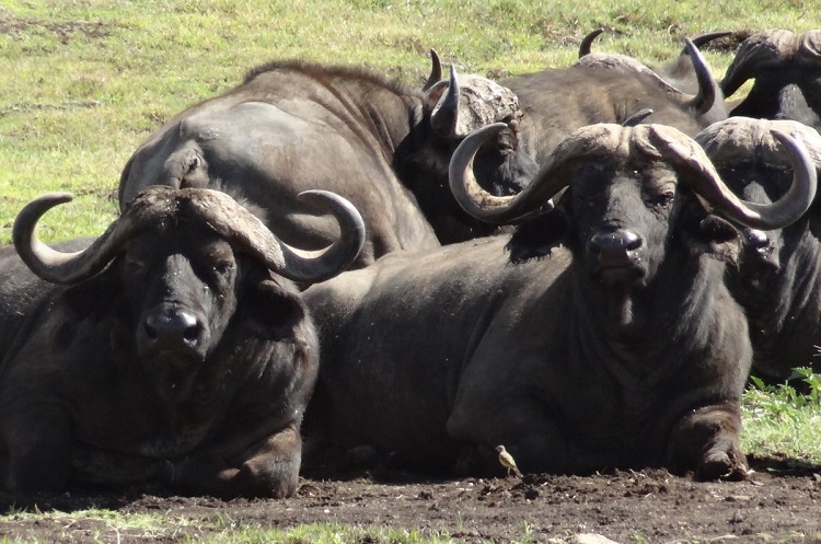 information on buffaloes