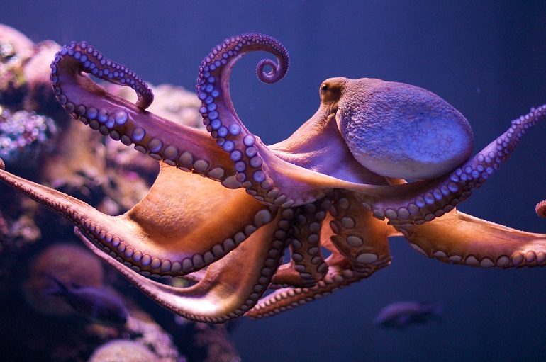 octopus in ocean
