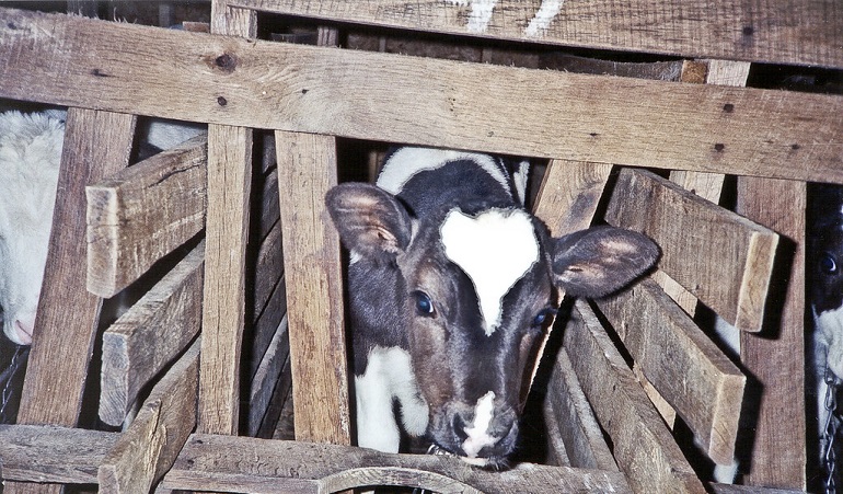 how veal is raised
